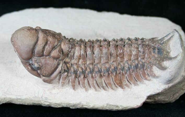 Reddish Crotalocephalus Trilobite (Not Gibbus) - #14279